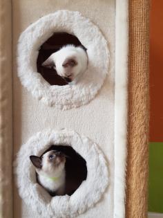 Thaikaterchen alte Art der Siam Kitten Baby