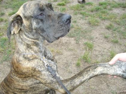 Doggenhündin gestromt 19 Monate