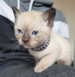 Siams suchen neue Kuschelpartner