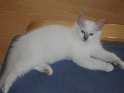 Heilige Birma Kitten mit Papieren ab anfang September abzugeben