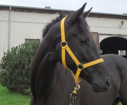 Ein Traum in schwarz Freizeit Sport Busch