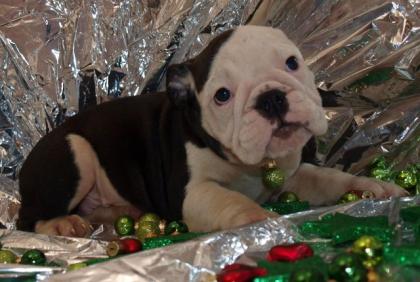 Englische Bulldoggen Wir haben wieder Welpen abzugeben. Weihnachts Knutsch Kug