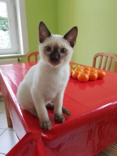Siamkatze Thaikatze alte Art der Siam Kater Kitten blue point