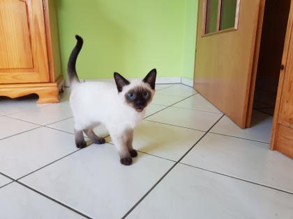 Siamkater Thaikater