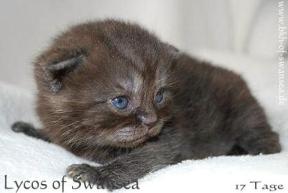 Wunderschöne typvolle BKH Katerchen blau creme und schwarz