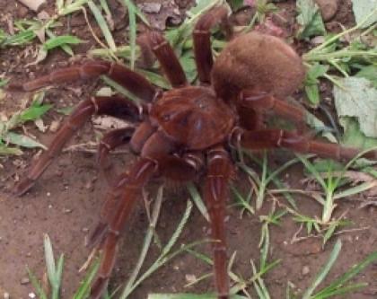 Pseudotheraphosa apophysis Goliathvogelspinnen