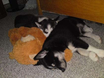 Echte Siberian Husky Welpen VB