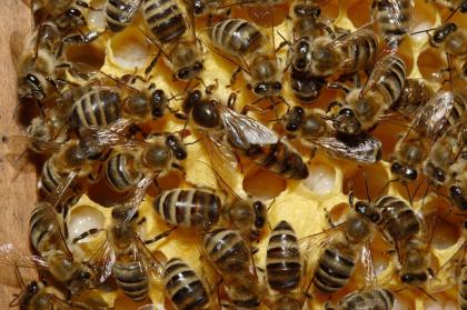 Bienenvölker Bienenvolk Ableger Bienen
