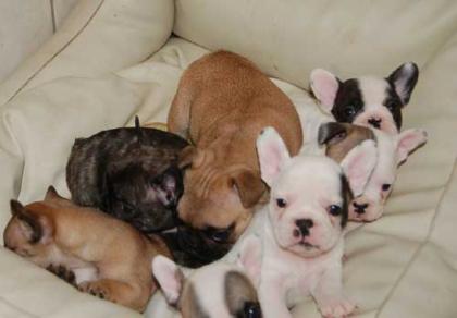 Französische Bulldogge