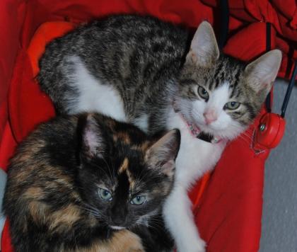 Liebevolle zuverlässige Katzenbetreuung PLZ 40789