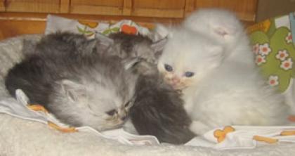 Kleine Katzenkinder abzugeben