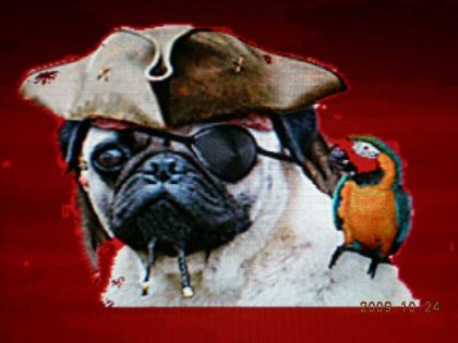 Mops welpen aus österreich kontrollierter zucht