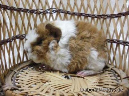 Meerschweinchen Lunkaryas Schokoträger