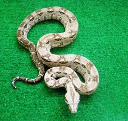 Boa Constrictor Imperator helle Mexiko Boa cancun Kaiserboa