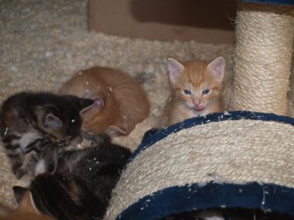 Kleine zahme katzenkinder suchen ein spannendes Zuhause
