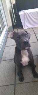Boxer mix 1jahr sucht neues zuhause nur wer zeit hat melden