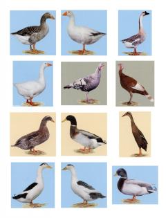 Rouen Clair Enten Altrheiner Elsterenten