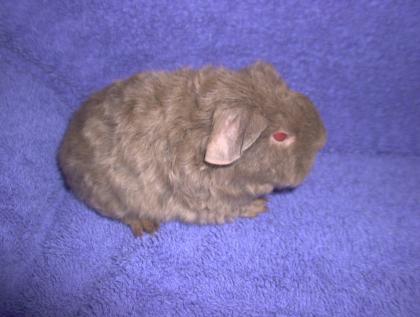 Rex Rosette US-Teddy Crested und Glatthaar suchen neue Futtersklaven