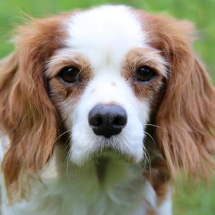 LI - entzückende Cavalier King Charles Spaniel Hündin - 4 Jahre - Tierhilfe-Fran