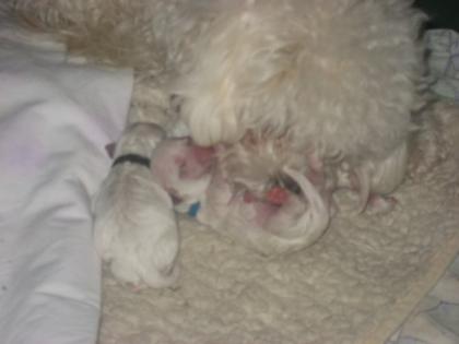 Endlich sind unsere Bichon frise Welpen geboren
