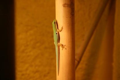 1 1 Phelsuma Quadriocellata Parva West mit Terrarium