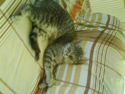 Hallo wir sind Zwei Katzen und suchen ein Neues und Liebevolles Zuhause