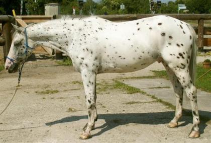 Ein Appaloosa wie aus dem Bilderbuch