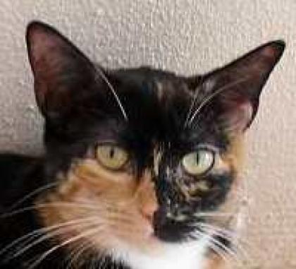 Dreifarbige liebe Katze Martina
