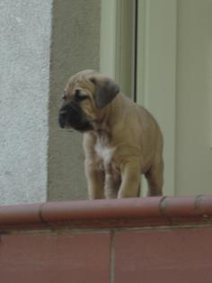Keine Fila Brasileiro Welpen sondern robuste