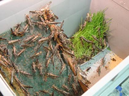 Futtertiere - Heuschrecken ab 9 -Euro/100Stück - alle Größen