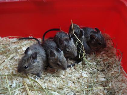 5 DEGUkinder in liebevolle Hände abzugeben