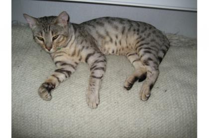 König der silbernen Leoparden Bengalkater