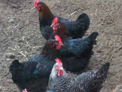 Marans Küken Jungtiere und Zuchthennen aus 2022