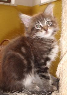 8 Maine Coon Kitten in tabby 12 Wochen o. P.