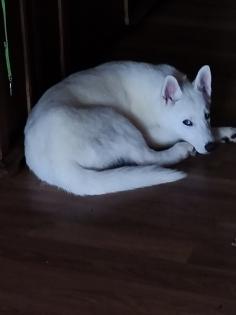 Sibirian Husky Hündin Welpe