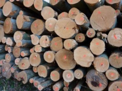 Brennholz Buche Stammholz mit Anlieferung