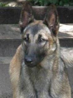 Malinoishündin abzugeben Super als Diensthund geeignet