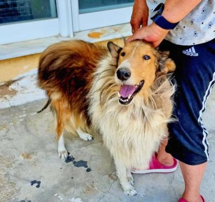Lupo sucht ein passendes Zuhause