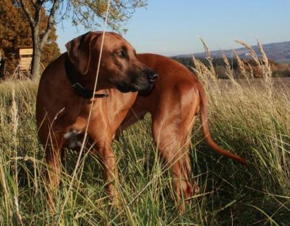 Rhodesian Ridgeback Welpen - der G-WURF im Kennel von Lugathoba