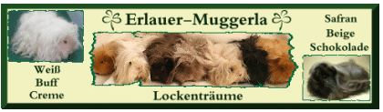 Rasse-Meerschweinchen aus Hobbyzucht