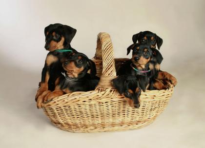 Deutsche Pinscher Welpen aus liebevoller Hausaufzucht ab Mitte April 2022 abzuge