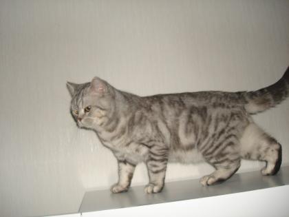 Kater / Deckkater / Scottish Fold / Scottish streit BKH