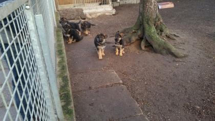 Temperamentvolle Schäferhundwelpen abzugeben