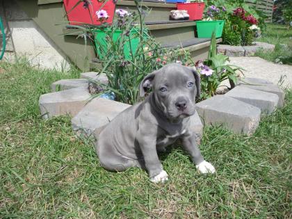 Reinrassiger American Pitbull 12 Wochen Alt .