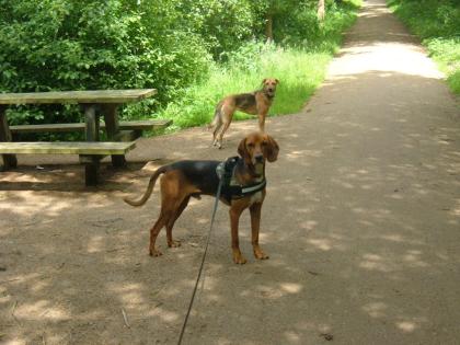 2 jähriger Jagdhund Rüde sucht ein Zuhause