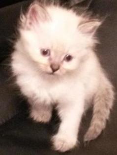 Hl. Birma Mix Kitten wir geben Gewährleistung