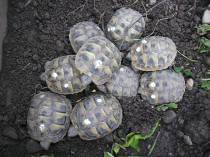 Griechische Landschildkröten Thb NZ 2022