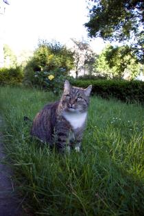 Hübscher lieber kater abzugeben