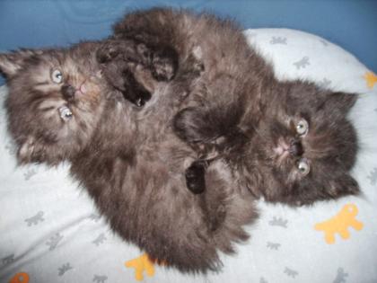Perserkatzen geb. 08. 08. 2021 - Ende Oktober abzugeben