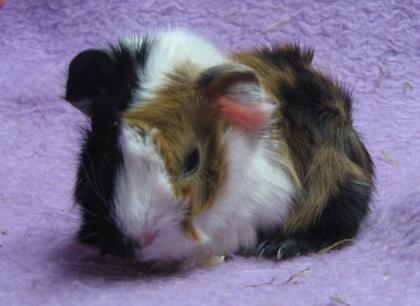 Meerschweinchen Rosetten Peruaner Shelties
